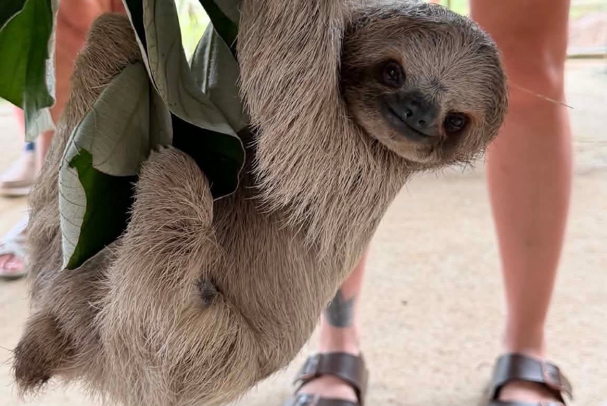 A sloth hanging out at a Roatán sanctuary